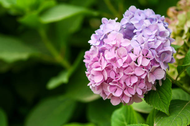 istock lilac flowers in the garden 2202981068
