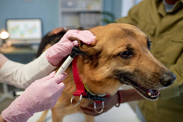 istock Sharp Claws on Paws of Mixed Breed Dog Standing on Examination Table at Vet Clinic 2202981249