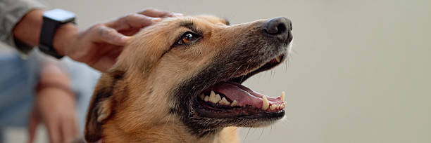 istock Header Image of Happy Dog Sitting Indoors with Mouth Open while Being Petted 2202981279