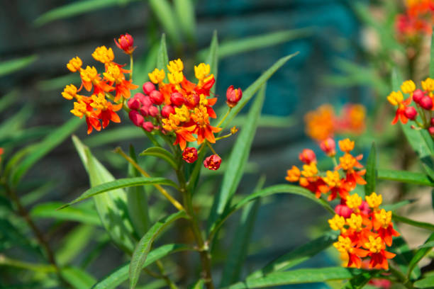 istock red orange asclepias buds and flowers 2202981285