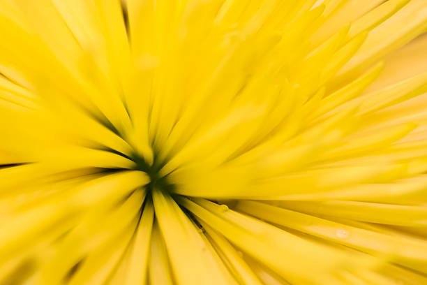 Yellow Chrysanthemum in macro