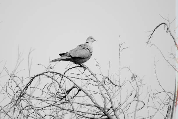 dove bird on a branch