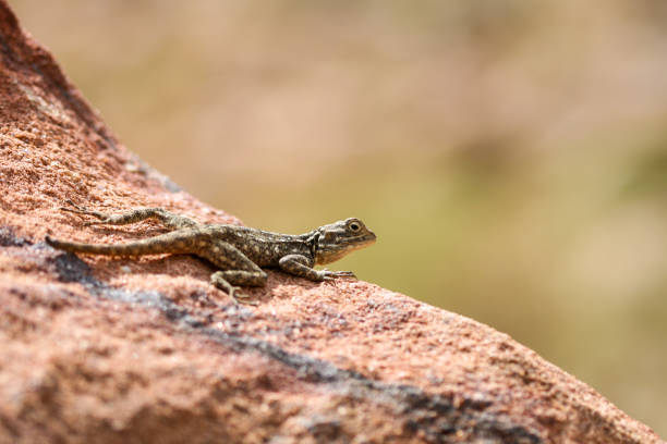 istock lizard on a rock in the middle of the desert 2202981426