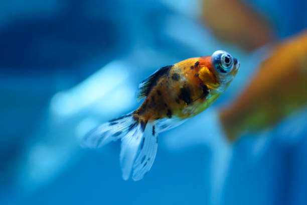 istock big eye ornamental golden fish 2202981538
