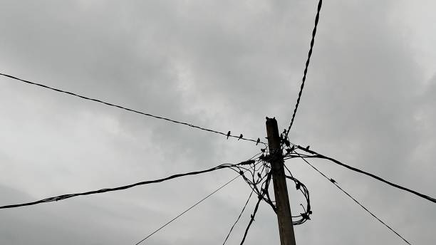 istock electric pole with birds on the wires 2202981839