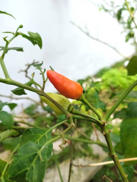 istock Chili plants in the backyard 2202983515