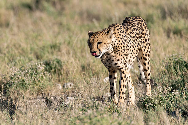A cheetah posing in its natural habitat, with its characteristic spotted coat that perfectly blends into the surrounding environment