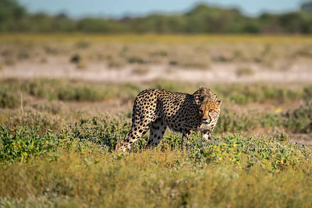 istock Cheetah  - in safari africa botswana 2202983854