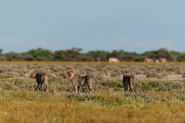 istock Cheetah  - in safari africa botswana 2202984606