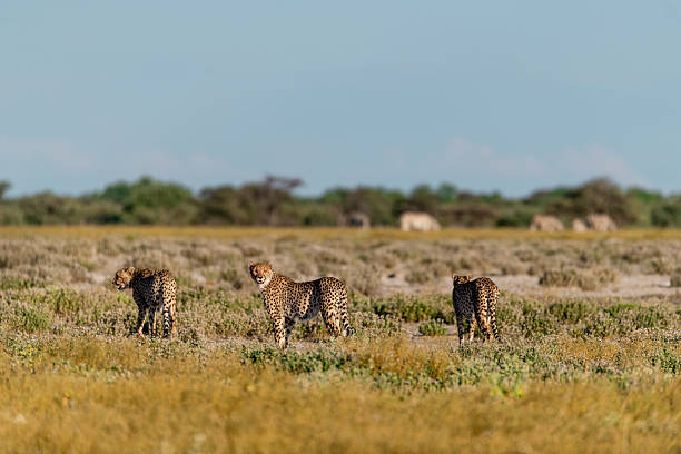 istock Cheetah  - in safari africa botswana 2202984669
