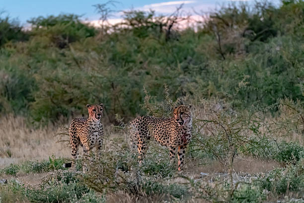 A cheetah posing in its natural habitat, with its characteristic spotted coat that perfectly blends into the surrounding environment