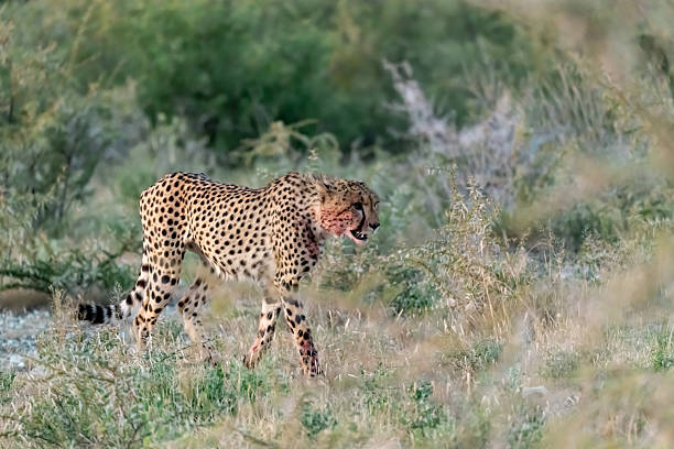 istock Cheetah  - in safari africa botswana 2202985437