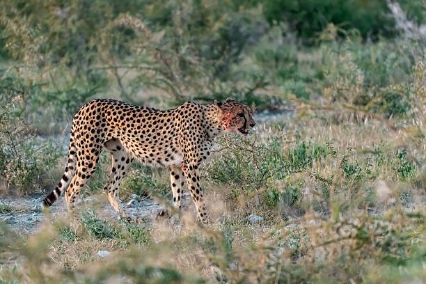 istock Cheetah  - in safari africa botswana 2202985441