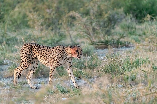 istock Cheetah  - in safari africa botswana 2202985444