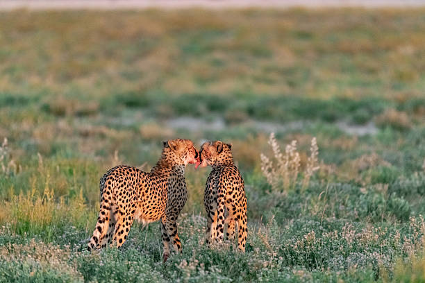 A cheetah posing in its natural habitat, with its characteristic spotted coat that perfectly blends into the surrounding environment
