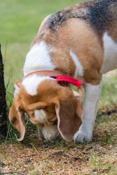 istock The beagle is sniffing the ground diligently. 2202986261