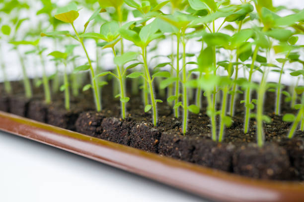 Growing snapdragon flower seedlings in soil blocks. Air pruning means that the initial roots slightly dry out and stop outward growth, which spurs secondary root development.