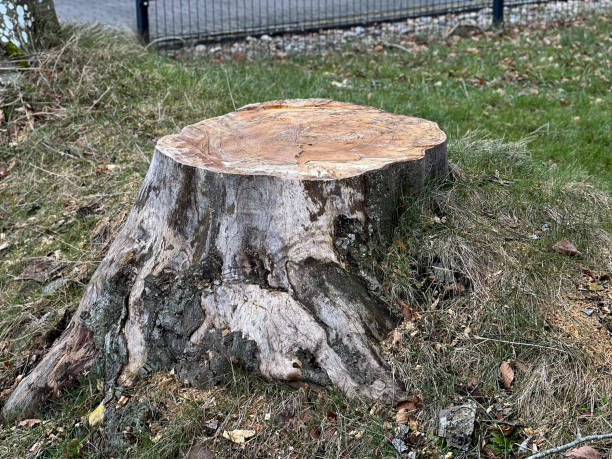 istock A large fresh sawn off tree stump in the garden at daylight 2202988922