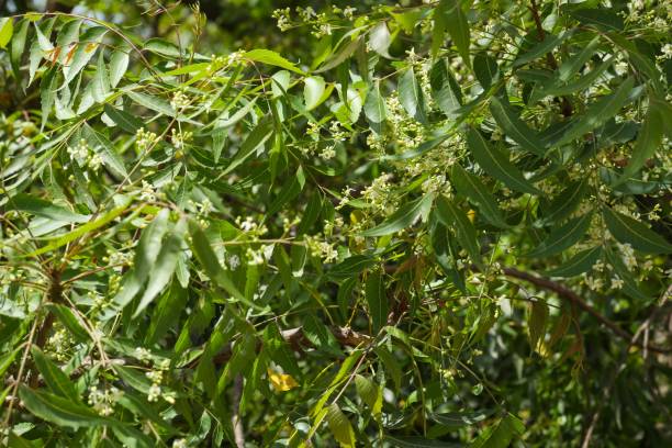 istock Neem tree leaves and flowers in sunlight 2202990819