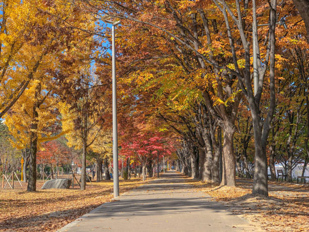 istock Scenic Autumn Pathway with Colorful Foliage 2202991393