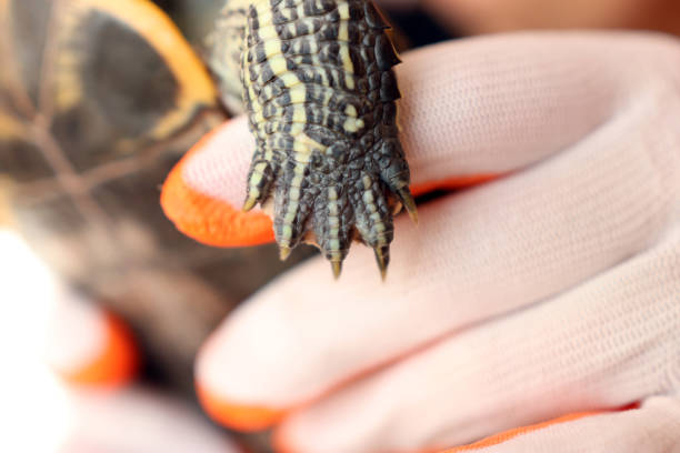 People care for and play with a pet red-eared turtle.