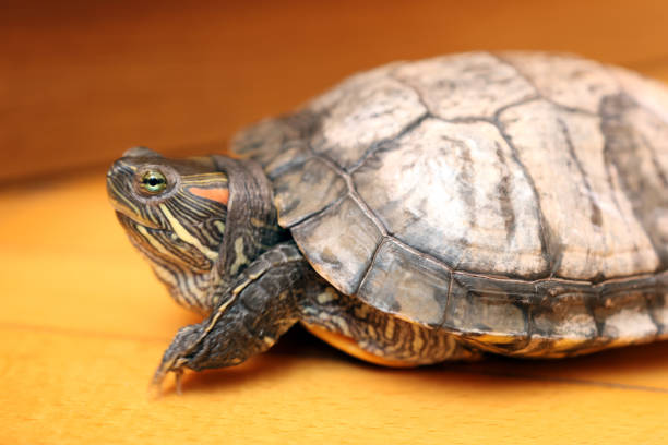 istock People care for and play with a pet red-eared turtle. 2202998514