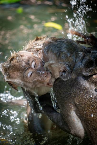 istock Playful Monkeys Splashing in Water 2202999314