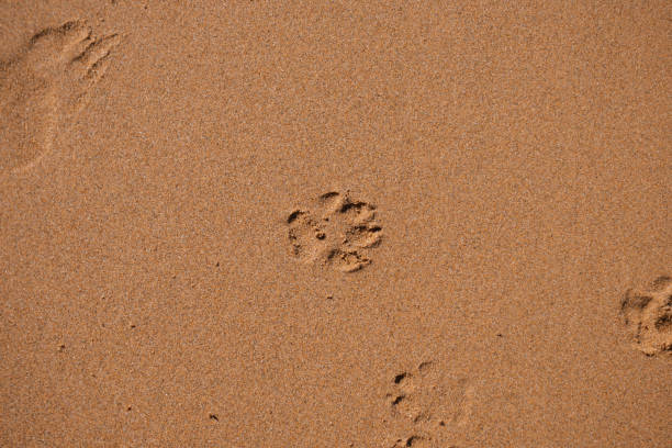 istock Paw print in the sand 2202999840