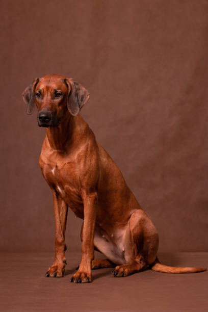 istock Rhodesian ridgeback sitting on a brown background in the studio 2203002308