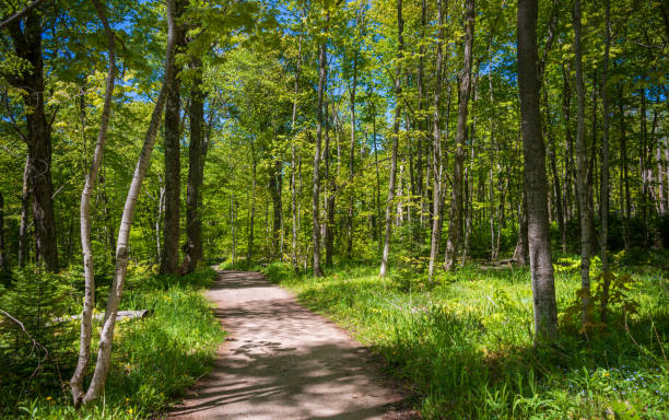 istock Dense Forest at Pictured Rocks National Lakeshore 2203004215