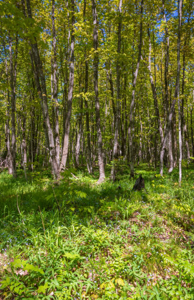 istock Dense Forest at Pictured Rocks National Lakeshore 2203005445