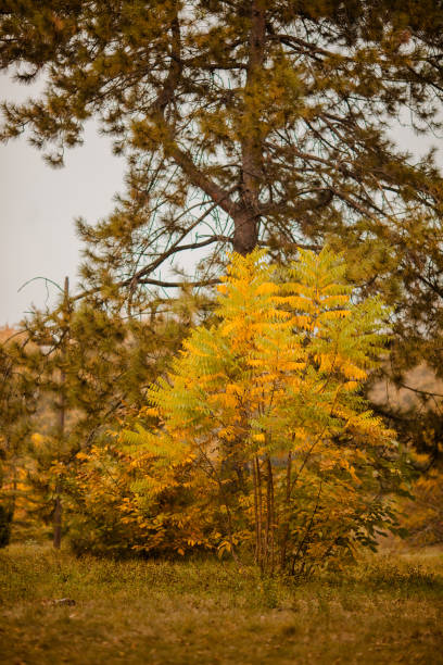 Yellow trees in autumn park on a cloudy day.