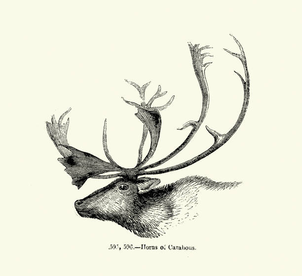 Antlers and head of a caribou, Rangifer tarandus, Wildlife, Woodcut art print, Victorian 19th Century