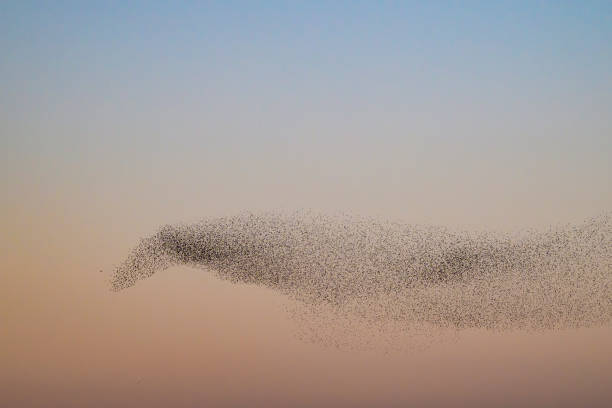 istock Starling murmuration during sunset at the end of the day 2203017514