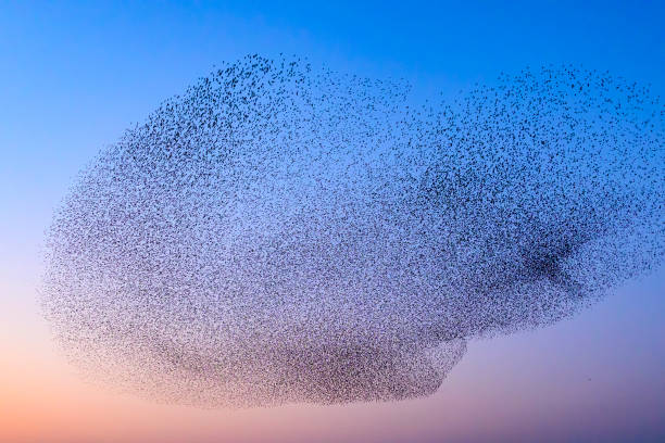 istock Starling murmuration during sunset at the end of the day 2203017583