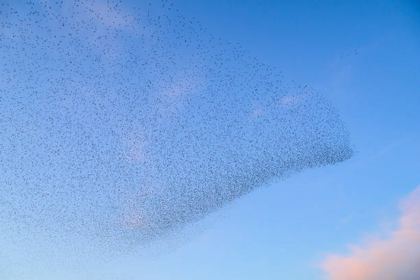 istock Starling murmuration during sunset at the end of the day 2203017630