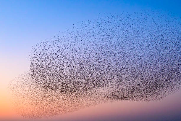 istock Starling murmuration during sunset at the end of the day 2203017634