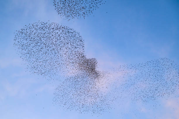 istock Starling murmuration during sunset at the end of the day 2203017656