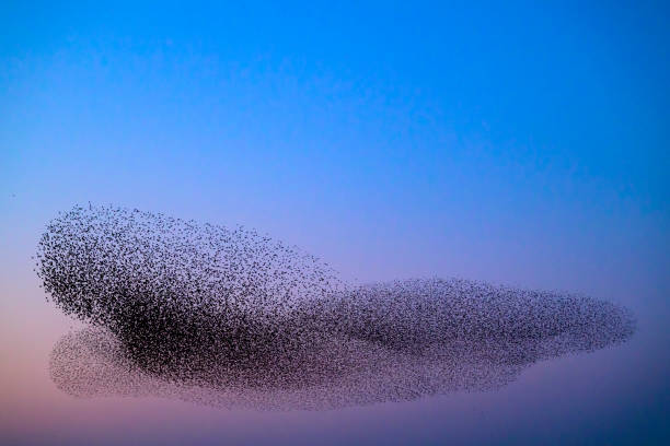 istock Starling murmuration during sunset at the end of the day 2203017680