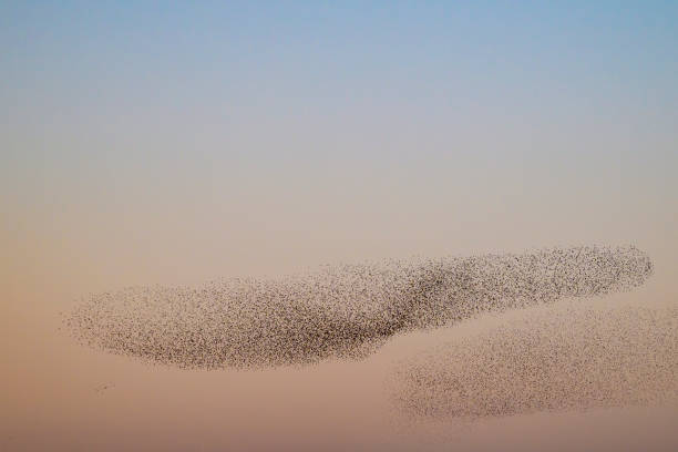 istock Starling murmuration during sunset at the end of the day 2203017719