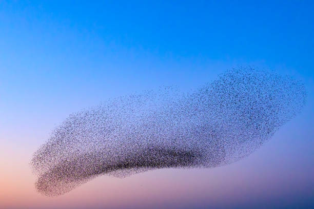 istock Starling murmuration during sunset at the end of the day 2203017794