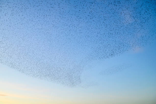 istock Starling murmuration during sunset at the end of the day 2203017839