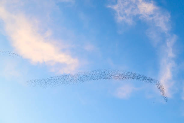 istock Starling murmuration during sunset at the end of the day 2203017869