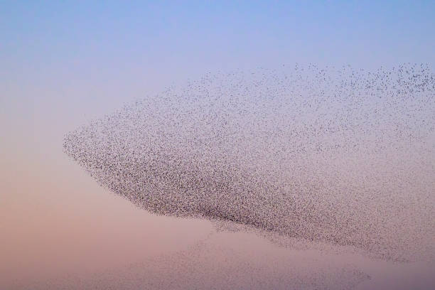 istock Starling murmuration during sunset at the end of the day 2203017884