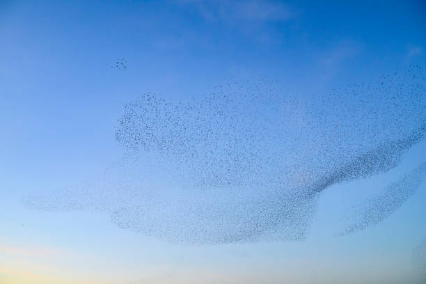 istock Starling murmuration during sunset at the end of the day 2203017956