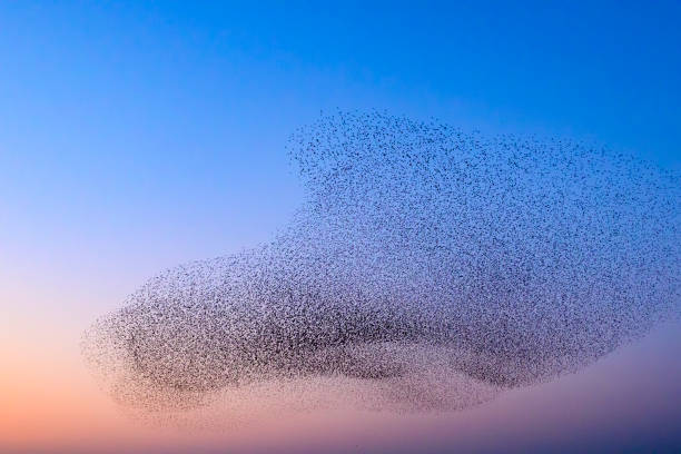 istock Starling murmuration during sunset at the end of the day 2203017991