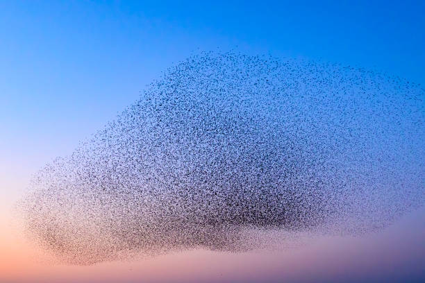 istock Starling murmuration during sunset at the end of the day 2203018058
