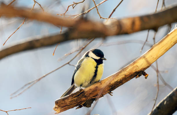 istock Cute bird Great tit, songbird sitting on a branch 2203018369