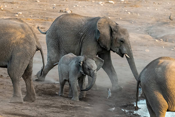 istock elephant in wild savanna Set 2 2203019494