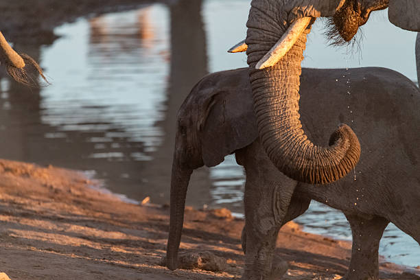 African Elephant (Loxodonta africana) baby calf playing on riverbank, Mara river, Serengeti national park, Tanzania.
